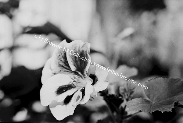 PELARGONIUM  FLOWERS